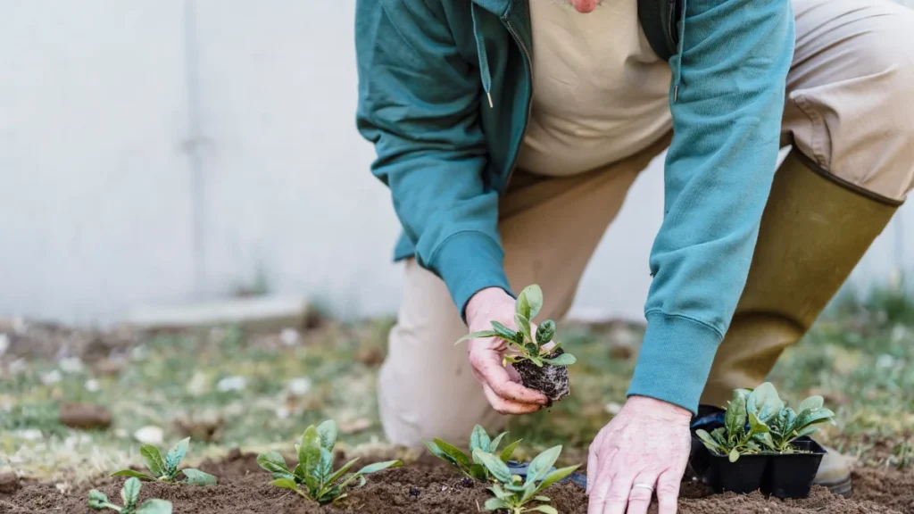 Horticulturist Internship 2025 – Application open (1)